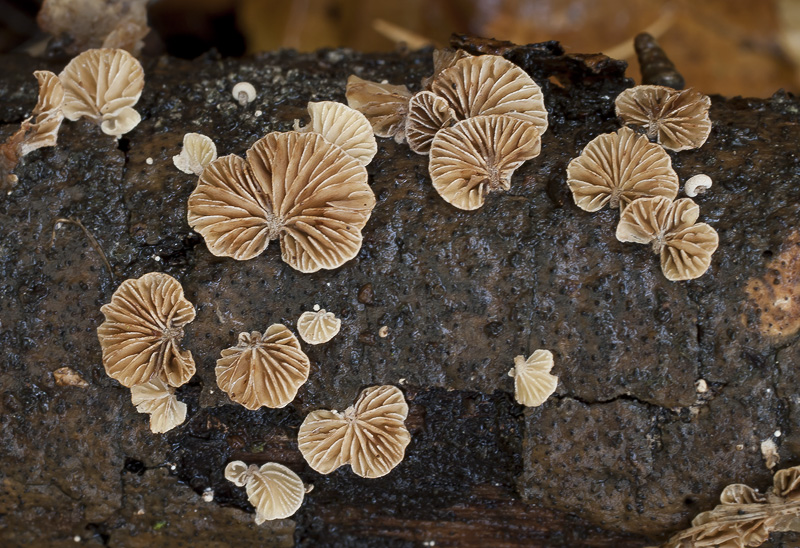 Simocybe rubi